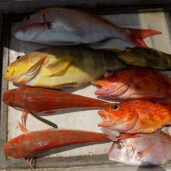 フィッシングボート空風(そらかぜ) 釣果