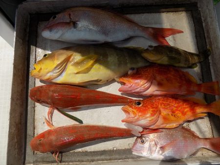 フィッシングボート空風（そらかぜ） 釣果
