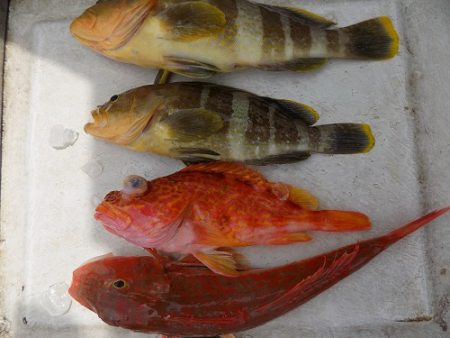 フィッシングボート空風（そらかぜ） 釣果