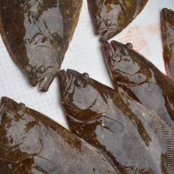 Fisherman Dreams DI 釣果