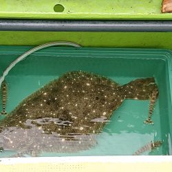 深川 吉野屋 釣果