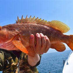 Fisherman Dreams DI 釣果