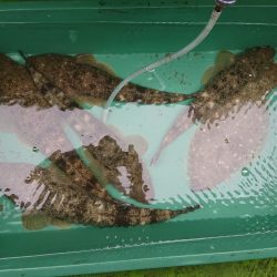 深川 吉野屋 釣果