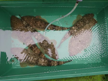 深川 吉野屋 釣果