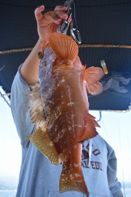 Fisherman Dreams DI 釣…