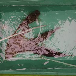 深川　吉野屋 釣果