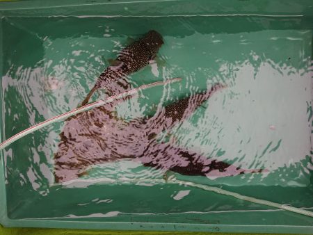 深川　吉野屋 釣果