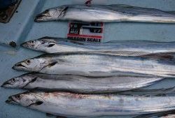 KONAYAーMARU(こなや丸) 釣果