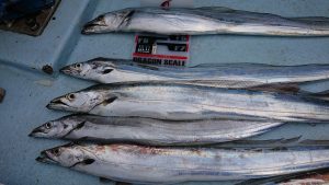 KONAYAーMARU(こなや丸) 釣果