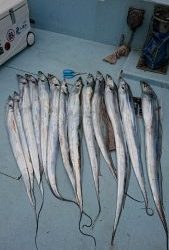 KONAYAーMARU(こなや丸) 釣果