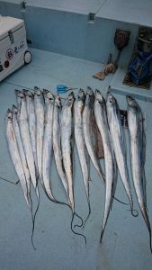 KONAYAーMARU(こなや丸) 釣果