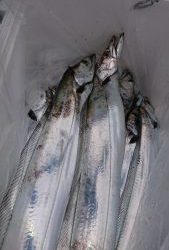 KONAYAーMARU(こなや丸) 釣果