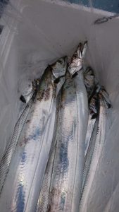 KONAYAーMARU(こなや丸) 釣果