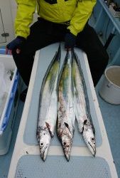 KONAYAーMARU(こなや丸) 釣果