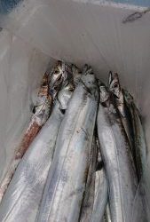 KONAYAーMARU(こなや丸) 釣果