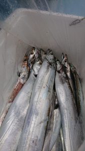 KONAYAーMARU(こなや丸) 釣果