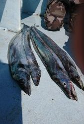 KONAYAーMARU(こなや丸) 釣果