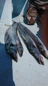 KONAYAーMARU(こなや丸) 釣果