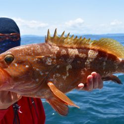 Fisherman Dreams DI 釣果