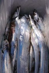 KONAYAーMARU(こなや丸) 釣果