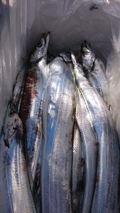 KONAYAーMARU(こなや丸) 釣果