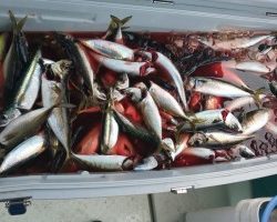 フィッシング太陽 釣果