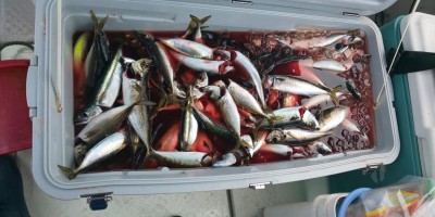 フィッシング太陽 釣果