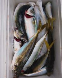 フィッシング太陽 釣果