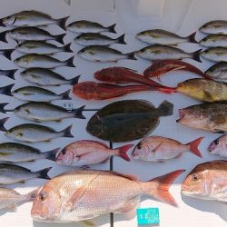 フィッシングボートACE(エース) 釣果