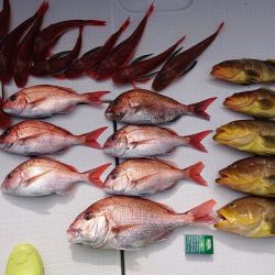 フィッシングボートACE(エース) 釣果