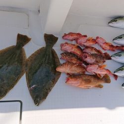 フィッシングボートACE（エース） 釣果