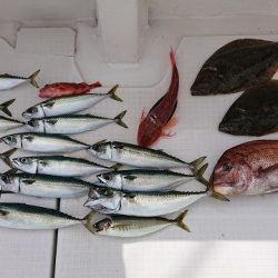 フィッシングボートACE(エース) 釣果