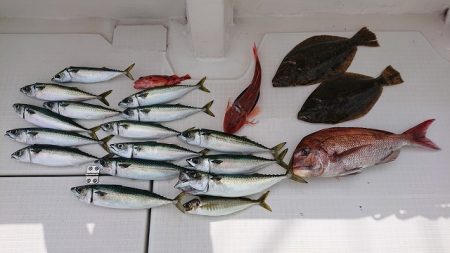 フィッシングボートACE(エース) 釣果