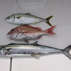 フィッシングボートACE（エース） 釣果