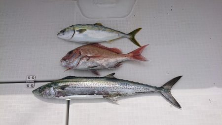 フィッシングボートACE（エース） 釣果