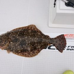 フィッシングボートACE(エース) 釣果