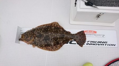 フィッシングボートACE(エース) 釣果