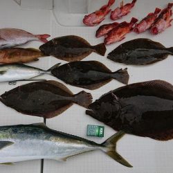 フィッシングボートACE(エース) 釣果