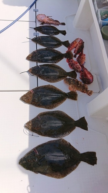 フィッシングボートACE（エース） 釣果