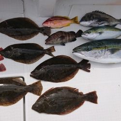 フィッシングボートACE(エース) 釣果