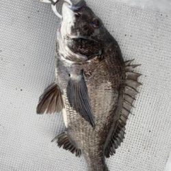 シーマジカル 釣果