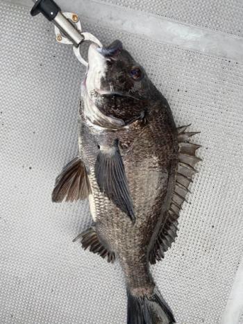 シーマジカル 釣果