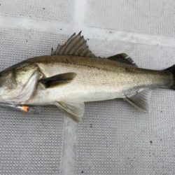 シーマジカル 釣果