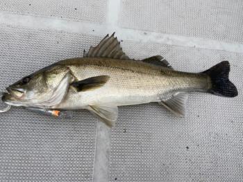 シーマジカル 釣果