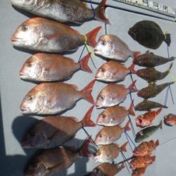 磯部釣船 直栄丸 釣果