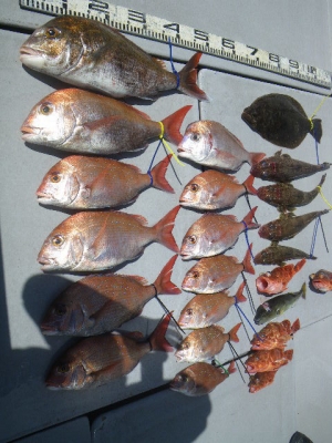 磯部釣船 直栄丸 釣果