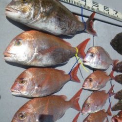 磯部釣船 直栄丸 釣果