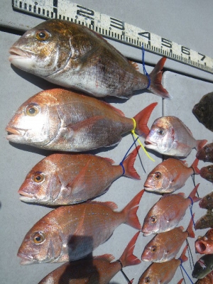 磯部釣船 直栄丸 釣果