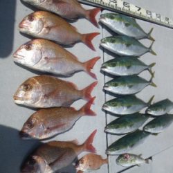 磯部釣船 直栄丸 釣果