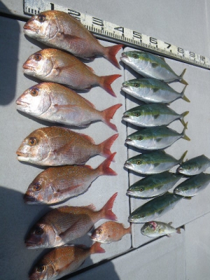 磯部釣船 直栄丸 釣果